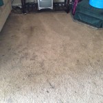 Menlo Park-Dirty-Carpet
